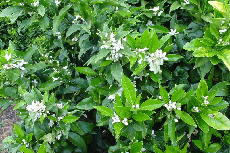 کود مخصوص گلدهی مرکبات
