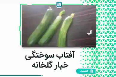 آفتاب سوختگی خیار گلخانه