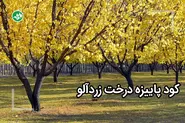 کود پاییزه زردآلو