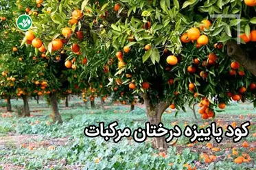 کود پاییزه مرکبات پرتقال لیمو