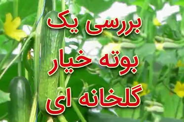 بررسی یک بوته خیار گلخانه ای