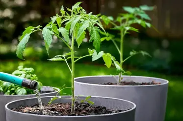 خاک باغچه برای گلدان