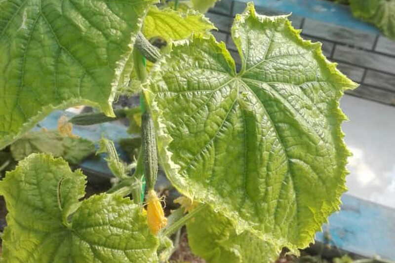 سرمازدگی برگ خیار گلخانه