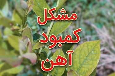 مشکل کمبود آهن