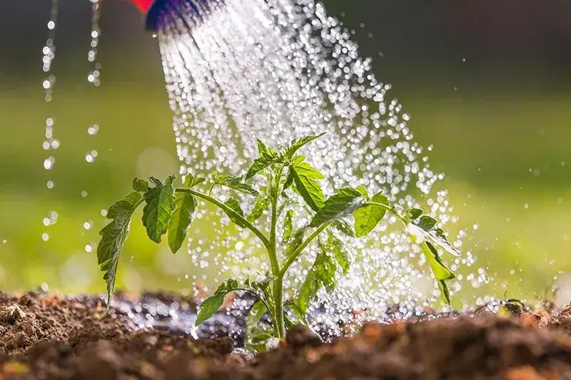 آبپاشی روی بوته گوجه‌فرنگی