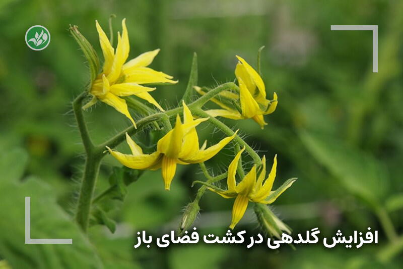افزایش گلدهی در کشت فضای باز