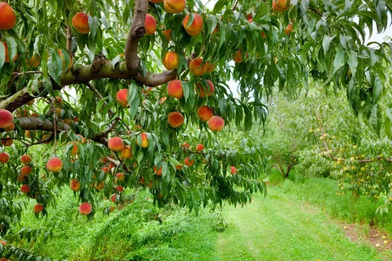 برنامه کودی درختان هلو