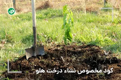 کود مخصوص نشاء درخت هلو