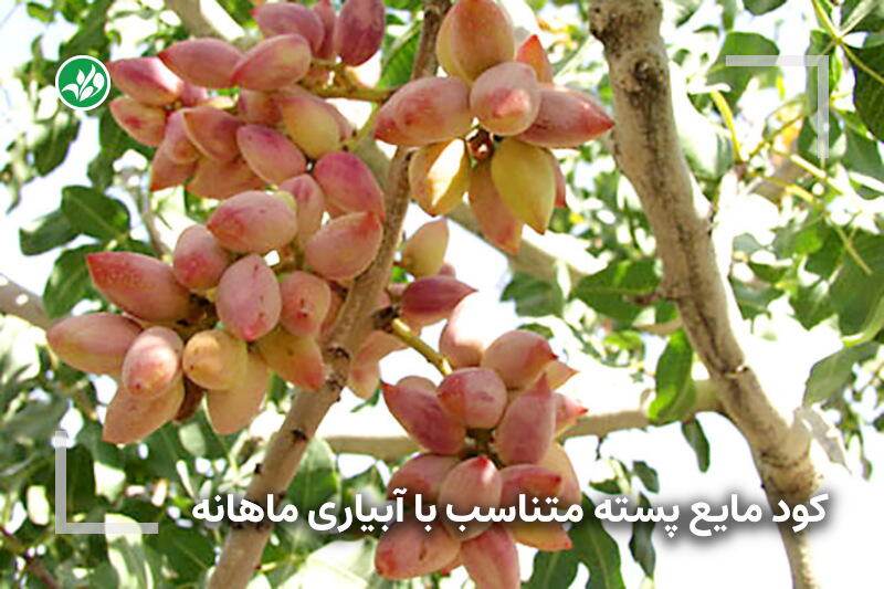 کود مخصوص درخت پسته
