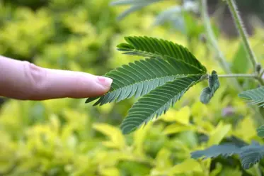 لمس کردن برگ گیاه
