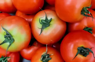 گوجه فرنگی با ته سبز