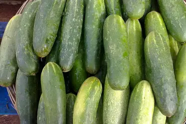 خیار با لکه های سفید