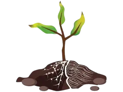 راهکار شوری خاک