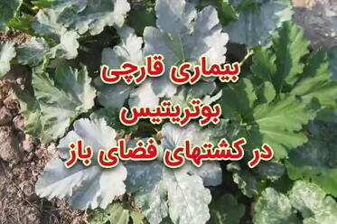 بیماری قارچی بوتریتیس در کشت‌های فضای باز