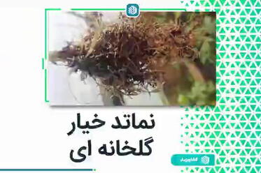 نماتد خیار گلخانه ای