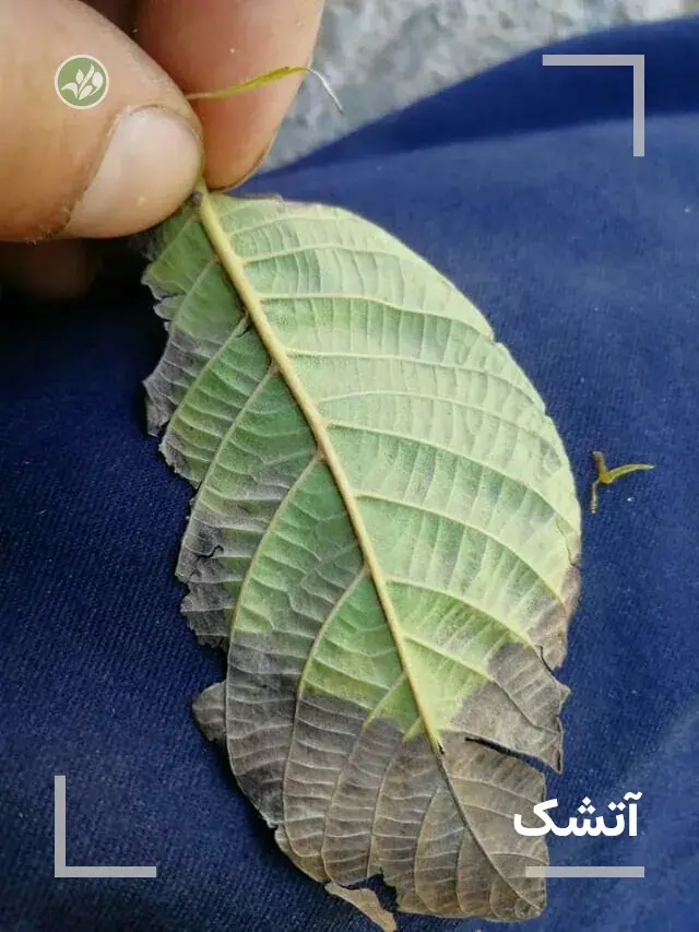 آتشک روی برگ گردو