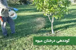 زمان و شیوه‌ی کود‌دهی به درختان میوه
