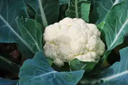 گل‌کلم