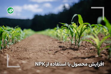 افزایش باردهی با استفاده از کودهای NPK در کشتهای فضای باز