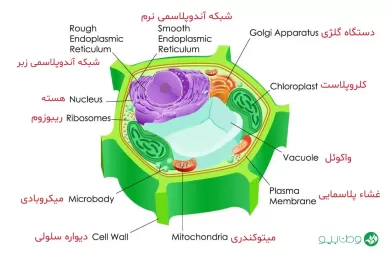 اجزاء و ساختار سلول گیاهی