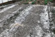 شوری روی خاک گلخانه