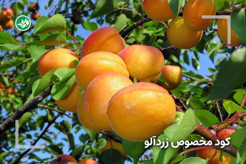 کود مخصوص زردآلو