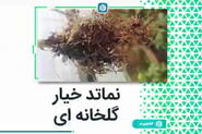 نماتد خیار گلخانه ای