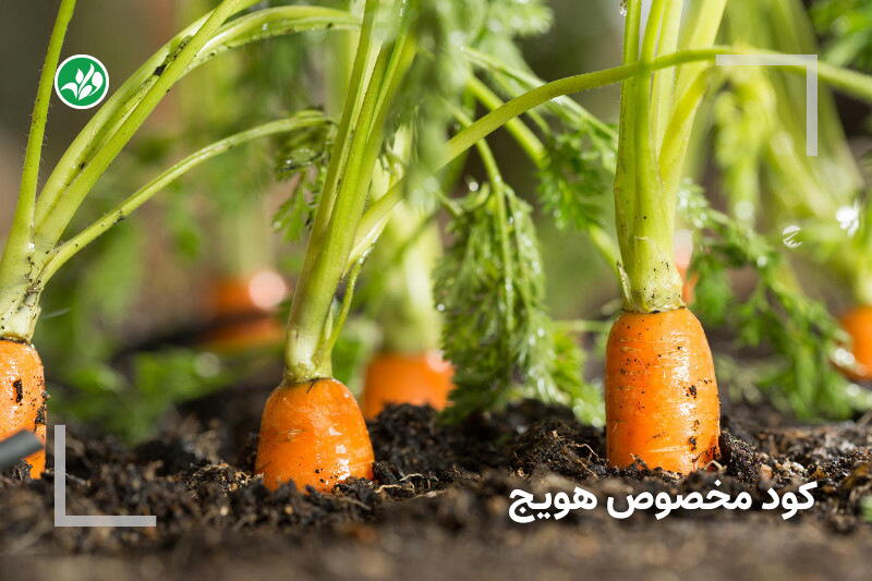 کود مخصوص هویج
