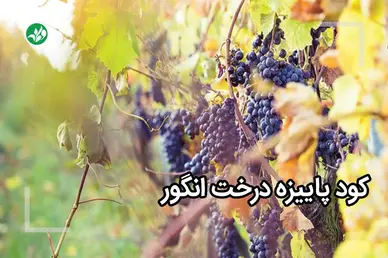 کود پاییزه انگور