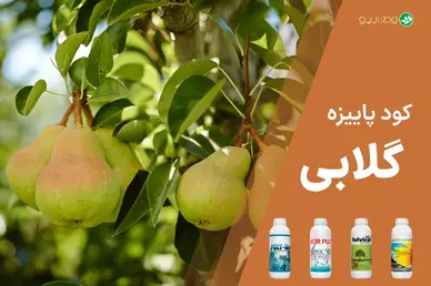 کود پاییزه گلابی