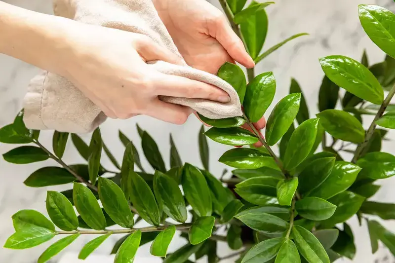 تمیز کردن برگ گیاهان