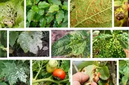علائم بیماری‌های گیاهی روی برگ