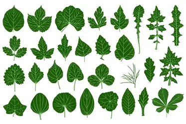ساختار برگ گیاهان
