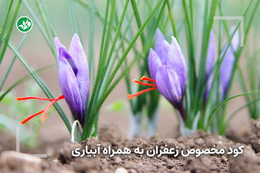 کود مخصوص زعفران