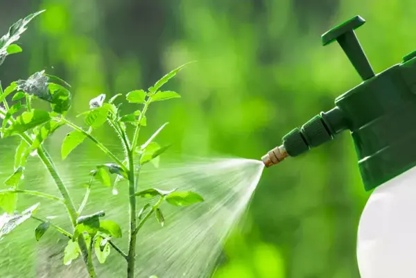 سمپاشی لکه سیاه برگ سپتوریایی گوجه فرنگی