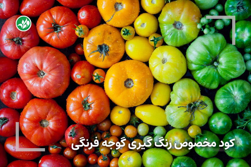 رنگ گیری گوجه فرنگی