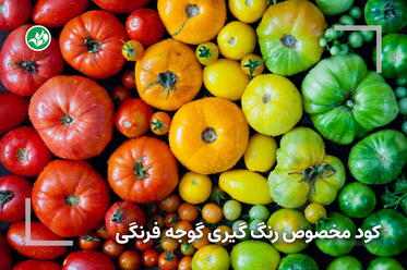 رنگ گیری گوجه فرنگی