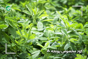 کود مخصوص یونجه