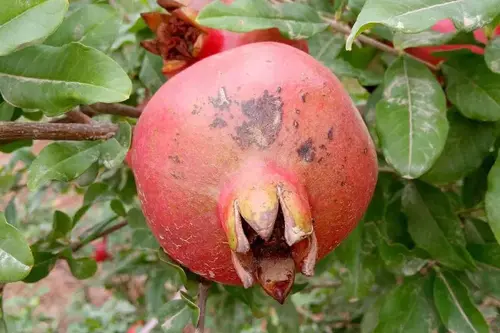 آنتراکنوز انار