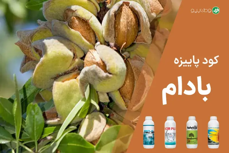 کود پاییزه بادام