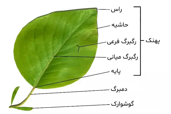 آناتومی و ساختمان برگ
