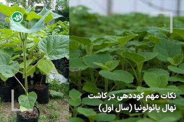 کود مخصوص کاشت نهال پائولونیا
