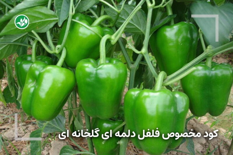 کود مخصوص فلفل دلمه‌ای گلخانه‌ای