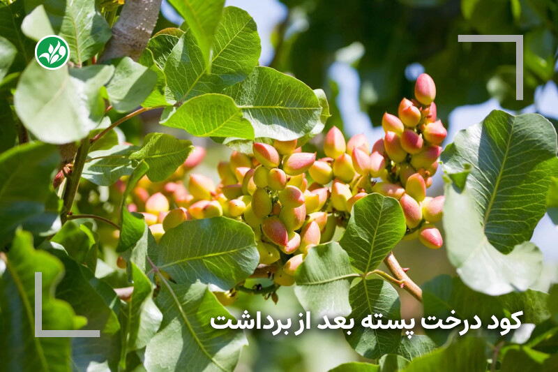 اهمیت کوددهی در درختان پسته بعد از برداشت محصول