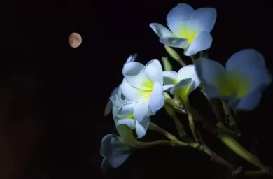 گل در شب