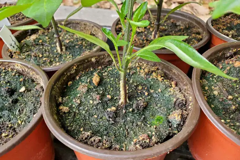 رشد جلبک و کپک در خاک نشا