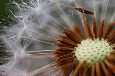 پخش شدن بذر قاصدک
