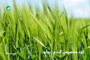 کود بهاره گندم