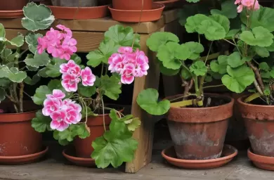 نکاتی برای انتقال گیاهان گلدانی به داخل خانه