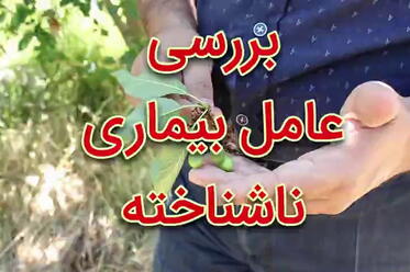بررسی عامل بیماری ناشناخته